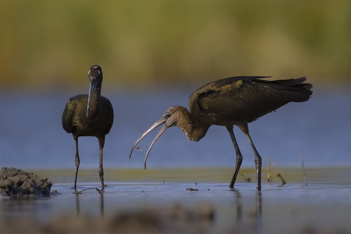 Glossy Ibis