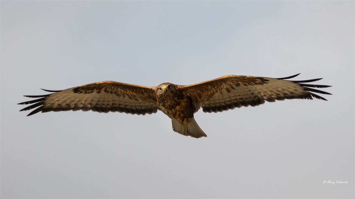 Long-legged Buzzard