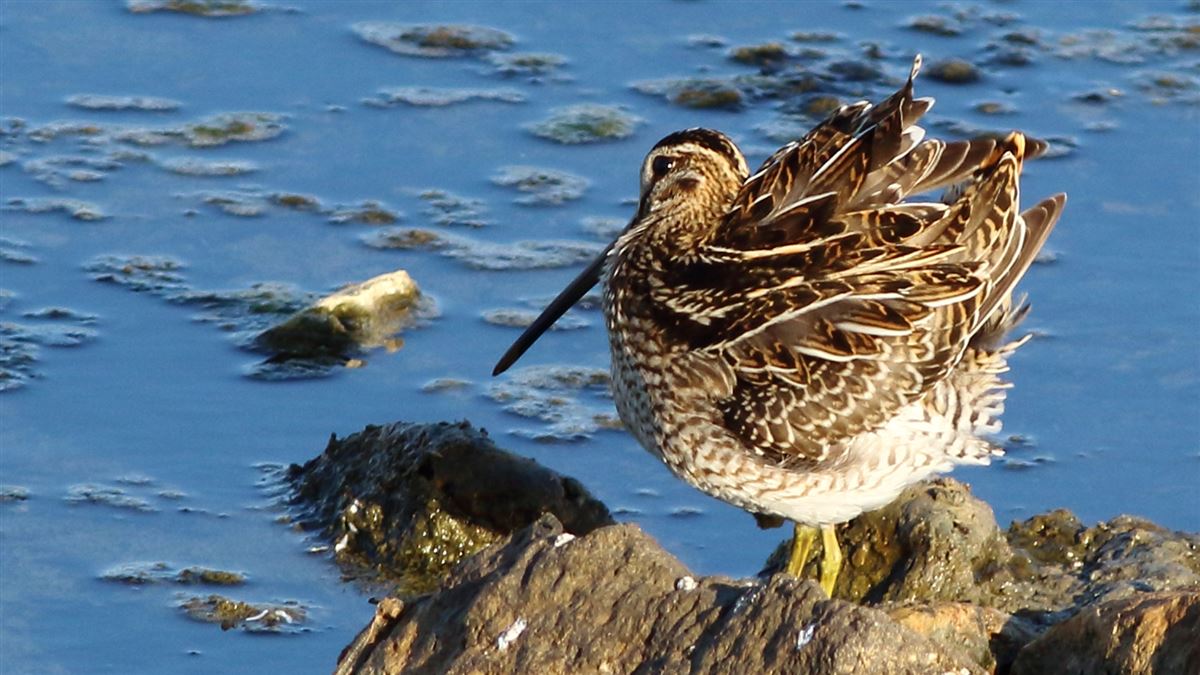 Common Snipe