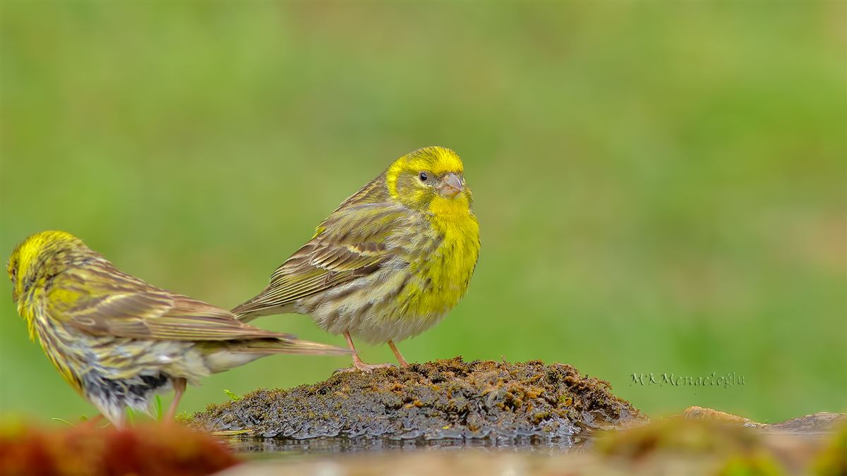 European Serin