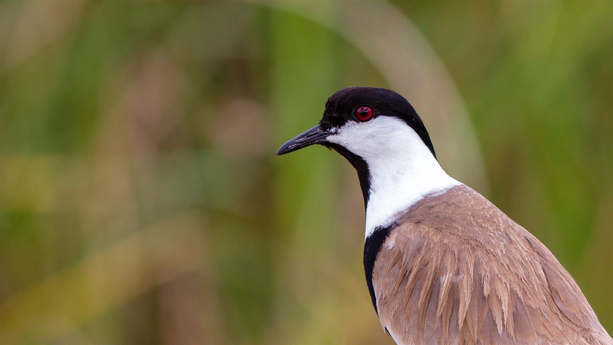 Spur-winged Lapwing