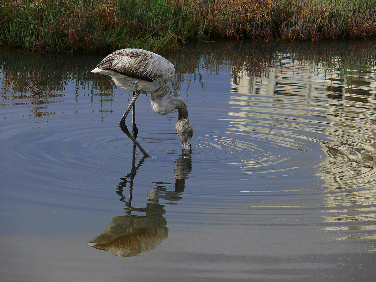 Greater Flamingo