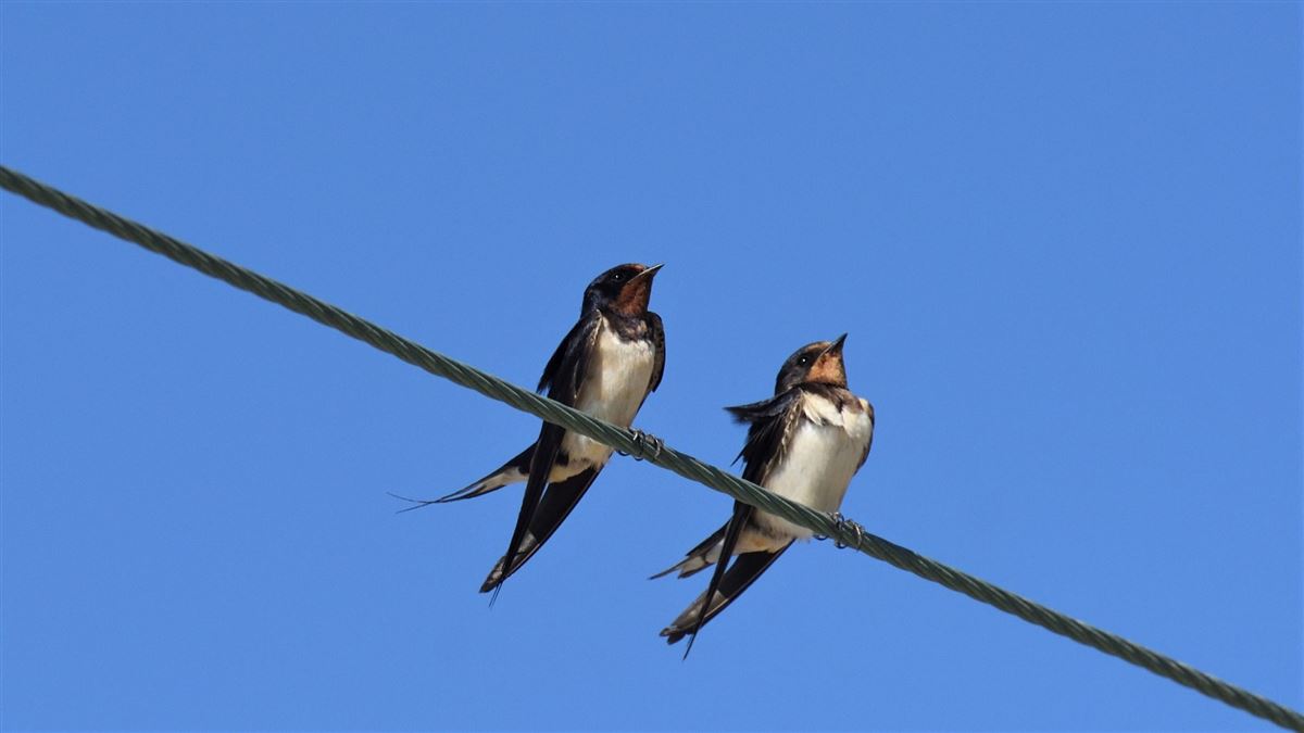 Barn Swallow