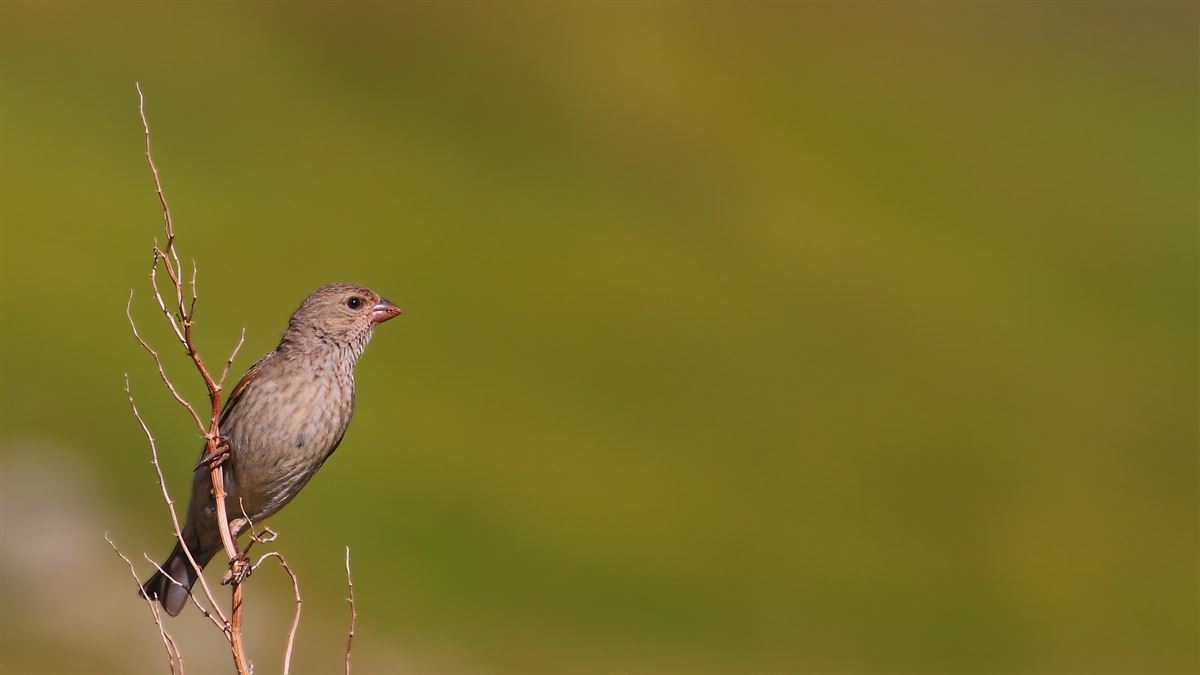 Common Rosefinch
