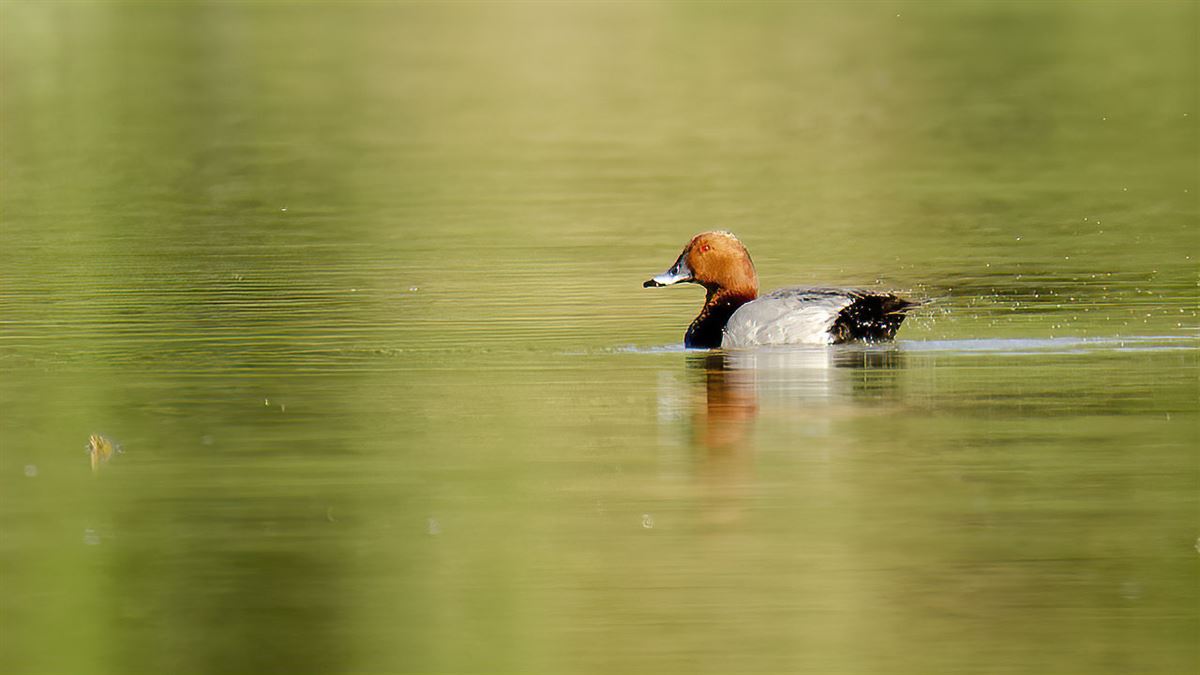 Common Pochard