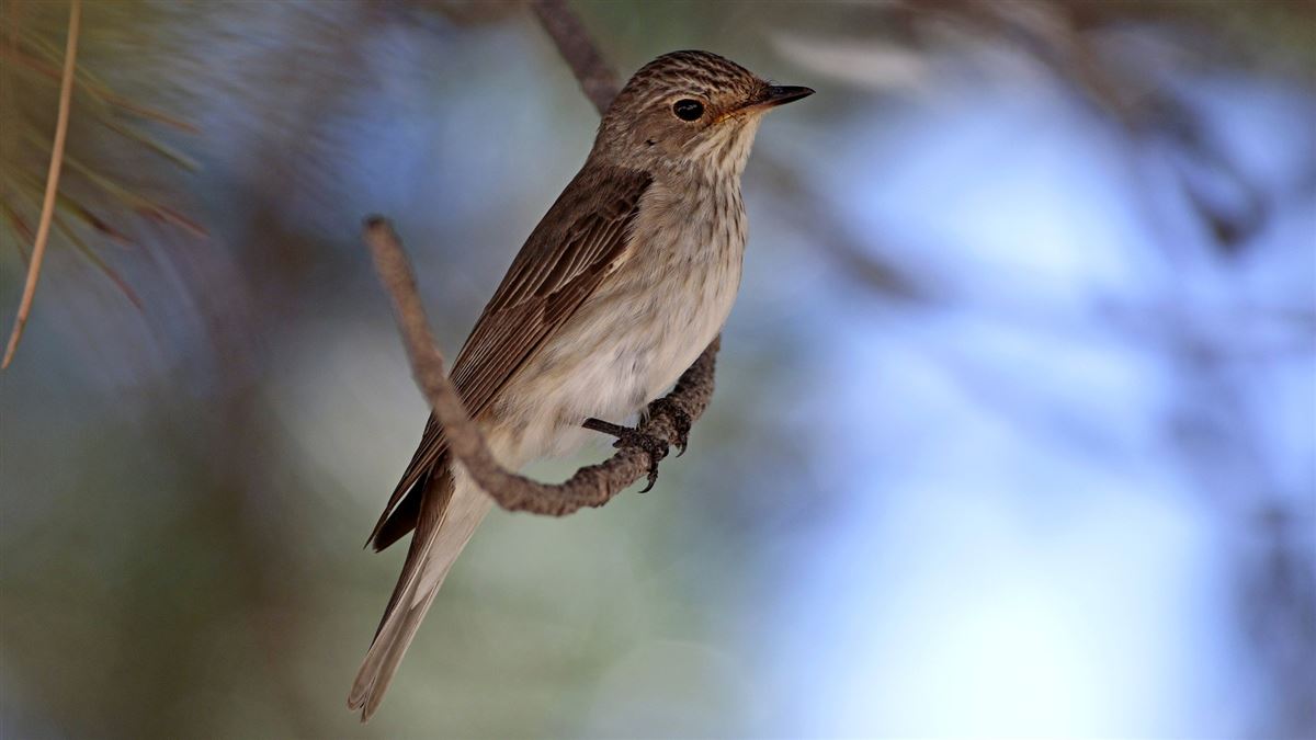 Spotted Flycatcher