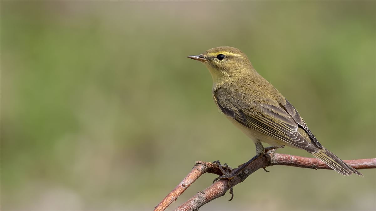 Willow Warbler