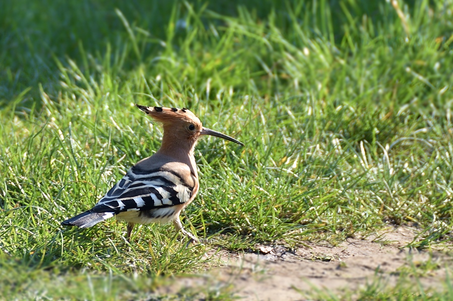 Common Hoopoe