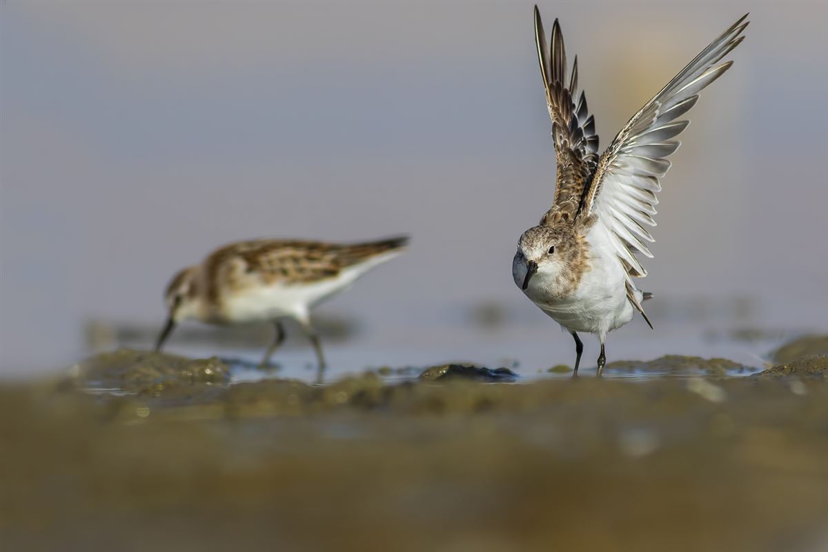 Little Stint