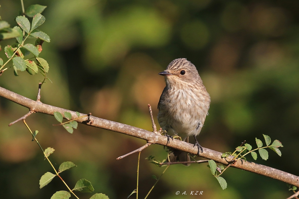 Spotted Flycatcher
