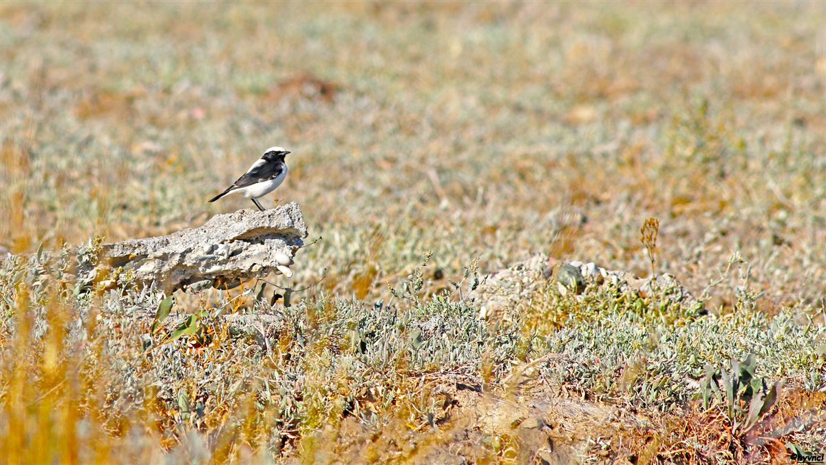 Finsch`s Wheatear