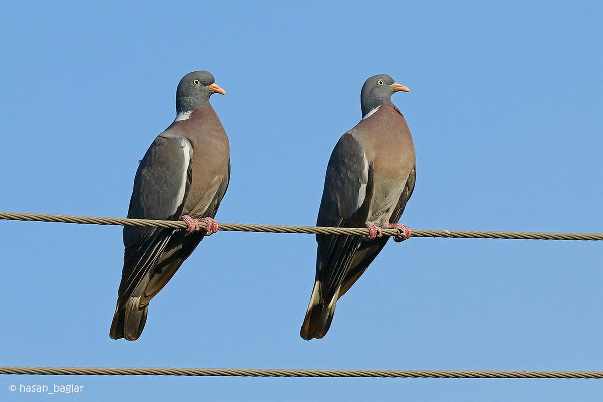 Common Wood Pigeon