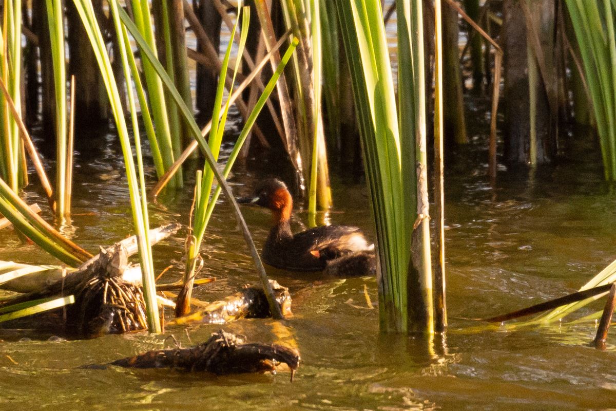 Little Grebe