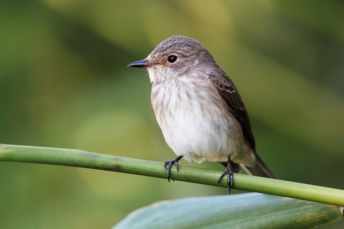 Spotted Flycatcher