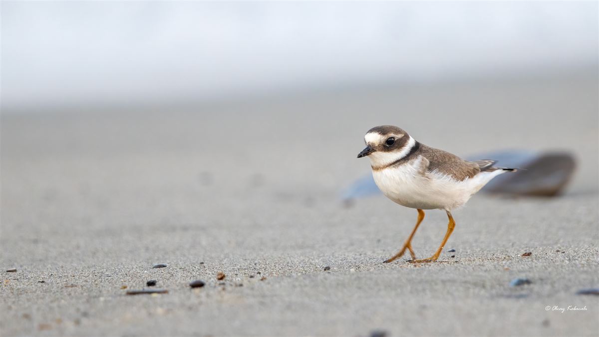 Common Ringed Plover