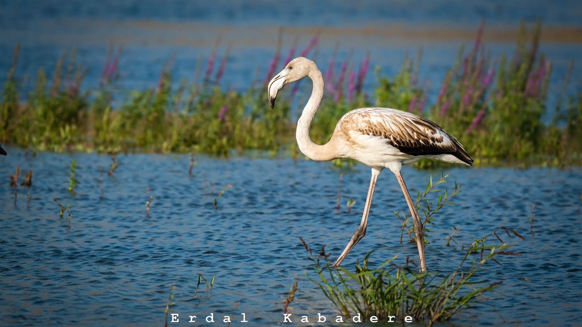 Greater Flamingo