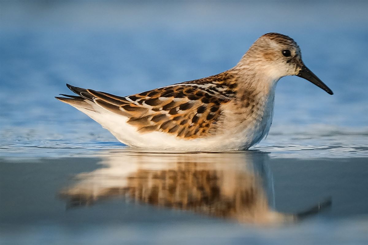 Little Stint