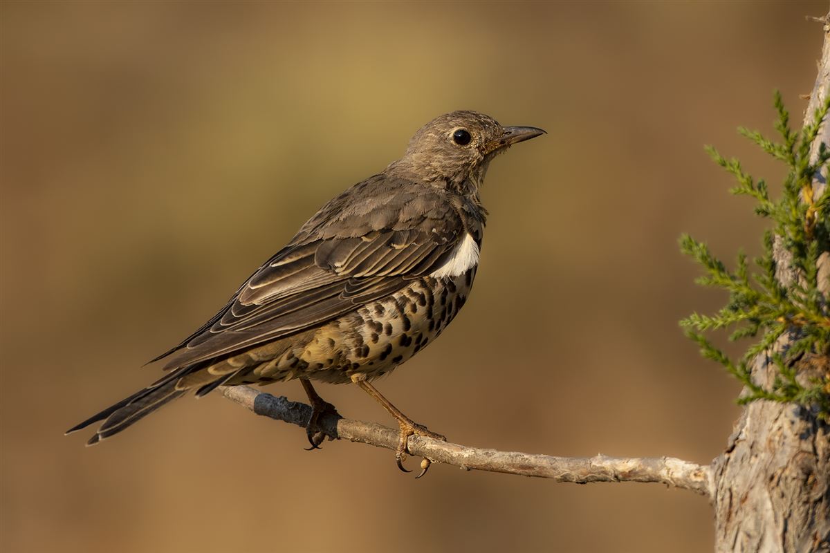Mistle Thrush