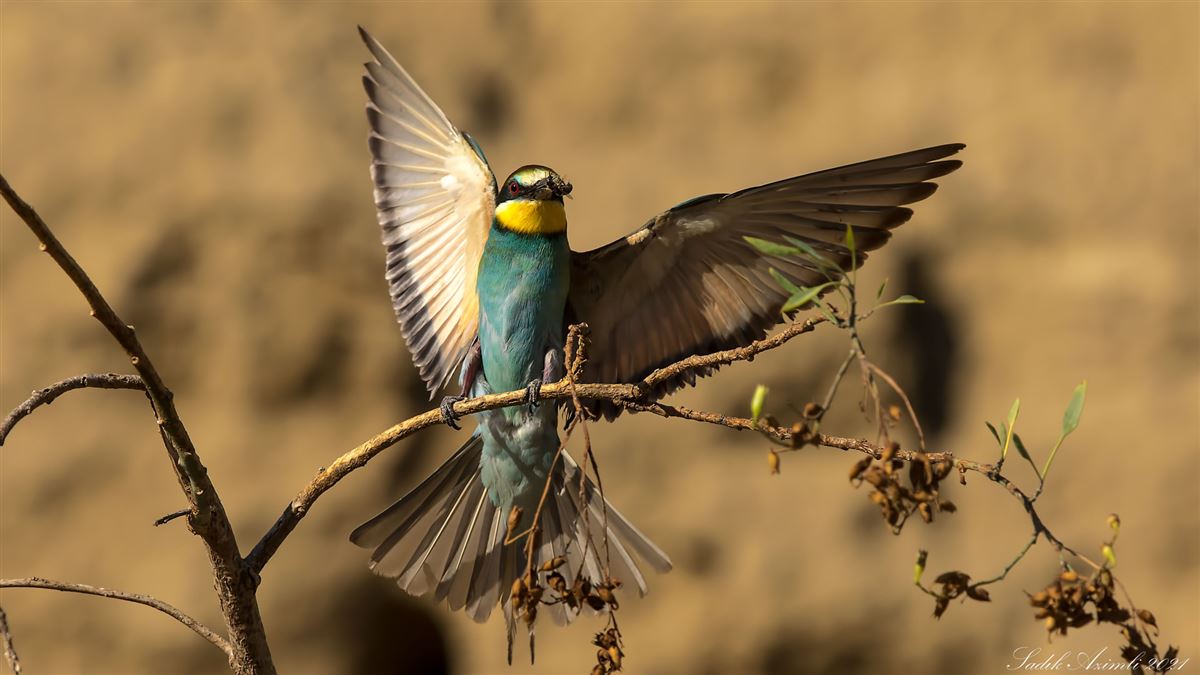 European Bee-eater