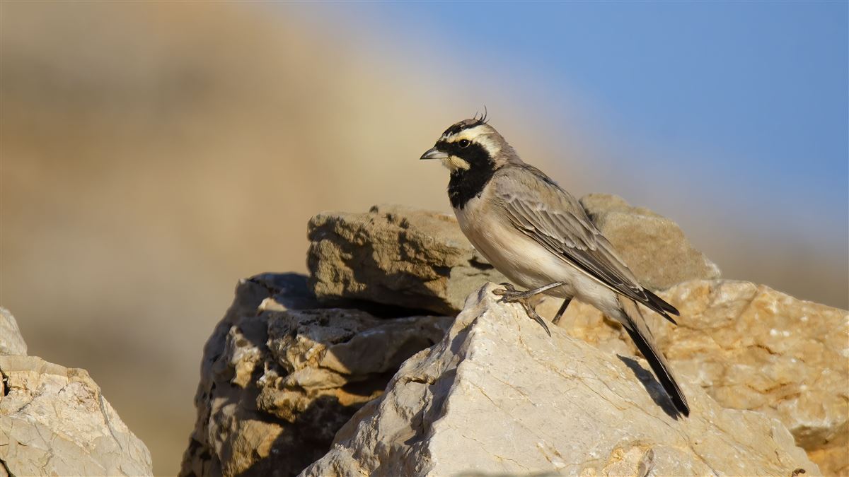Horned Lark