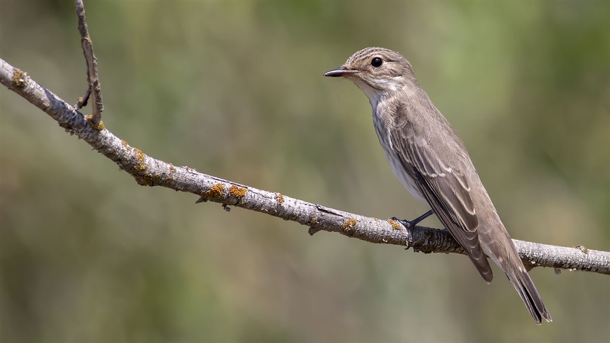 Spotted Flycatcher