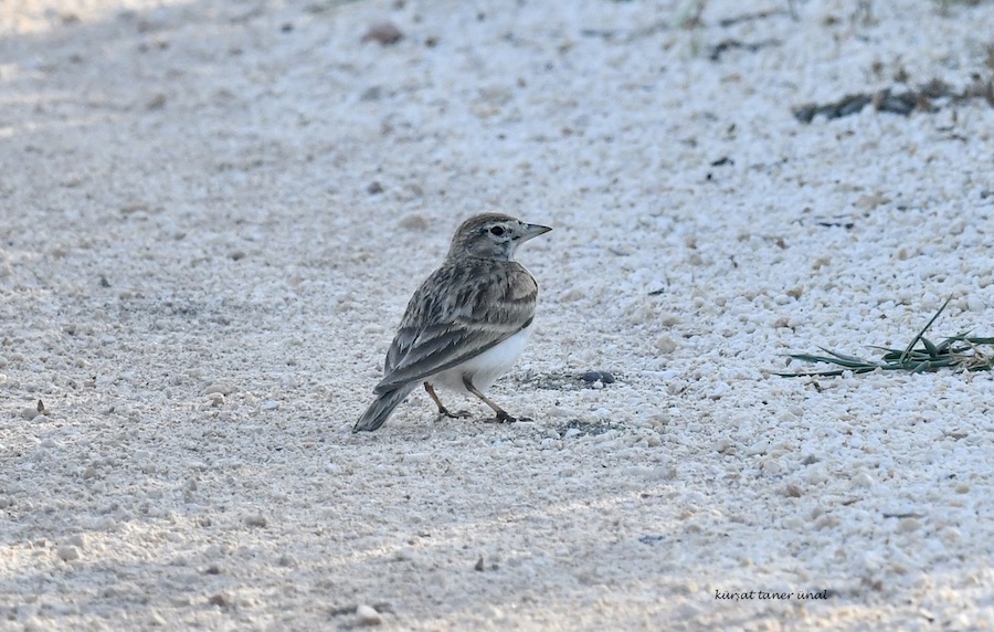 Greater Short-toed Lark