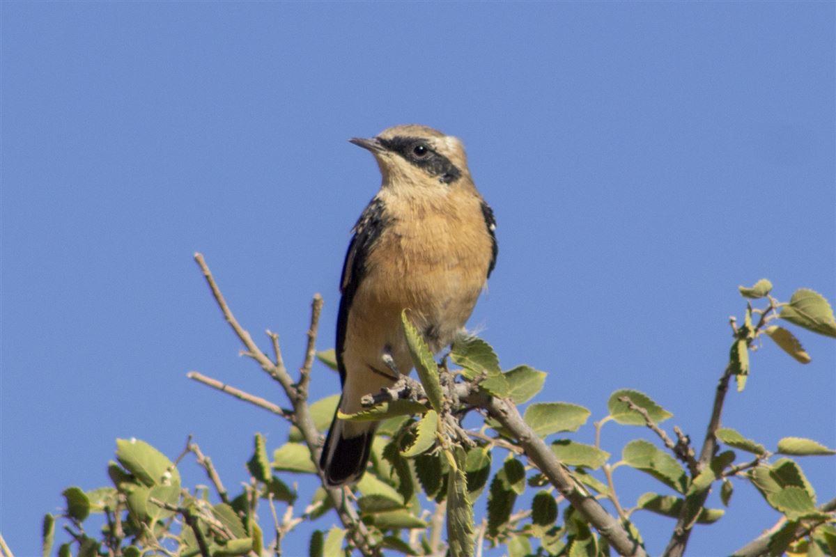 Black-eared Wheatear