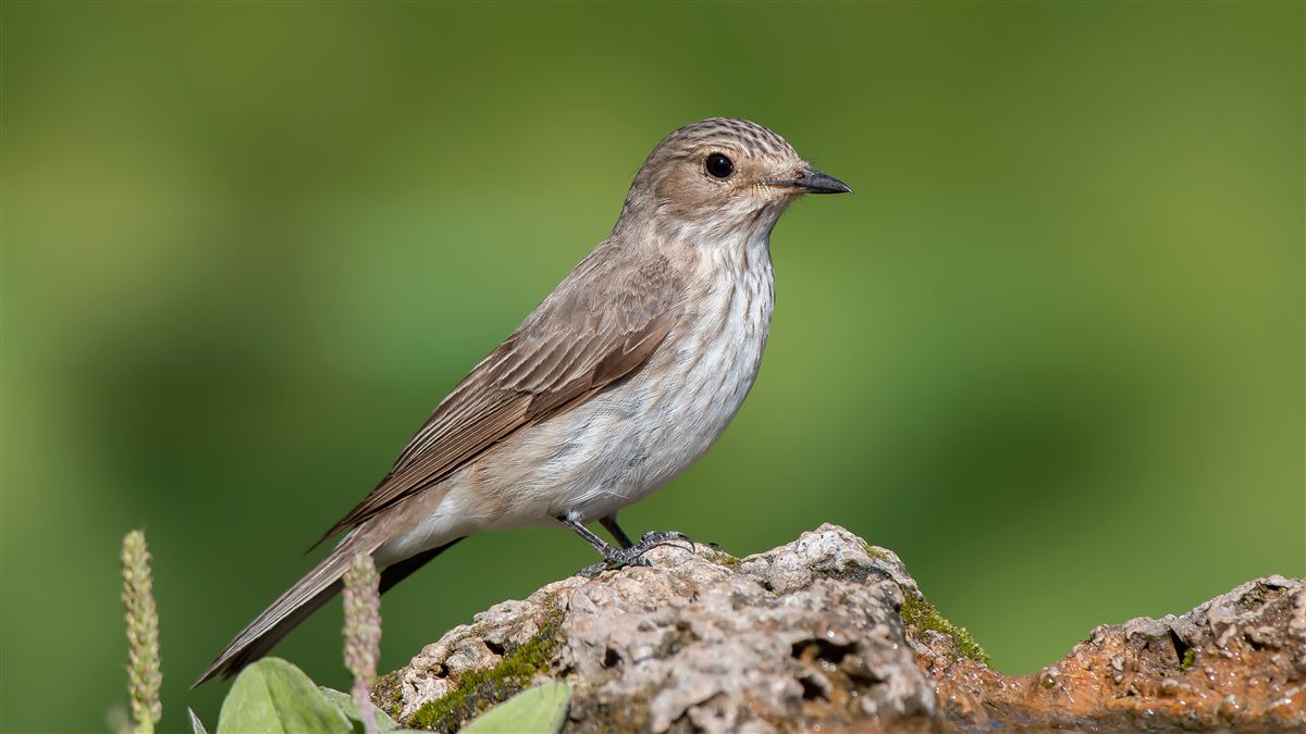 Spotted Flycatcher