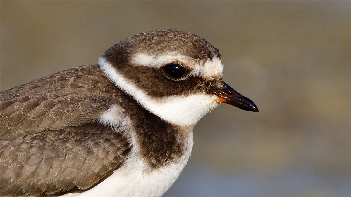 Common Ringed Plover