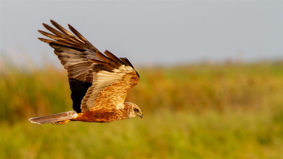 Western Marsh Harrier
