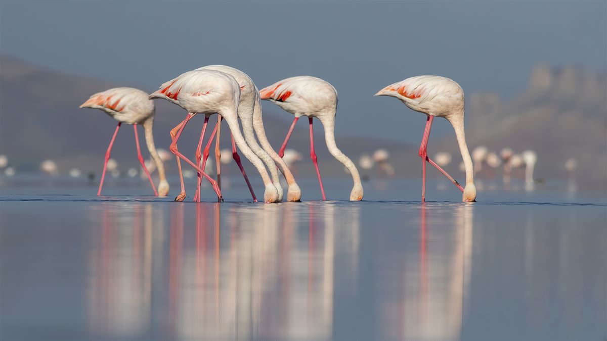 Greater Flamingo