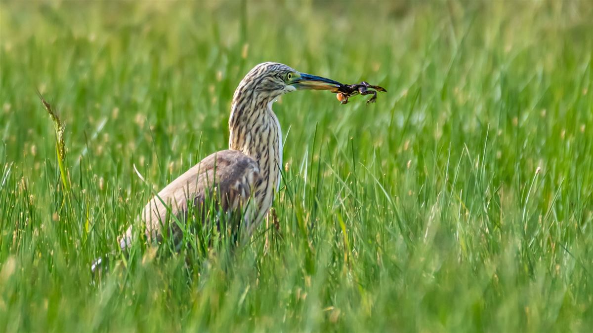 Squacco Heron