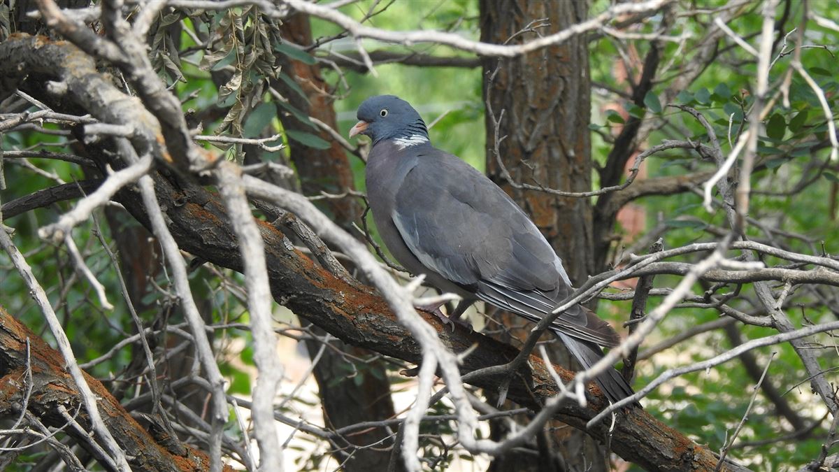 Common Wood Pigeon
