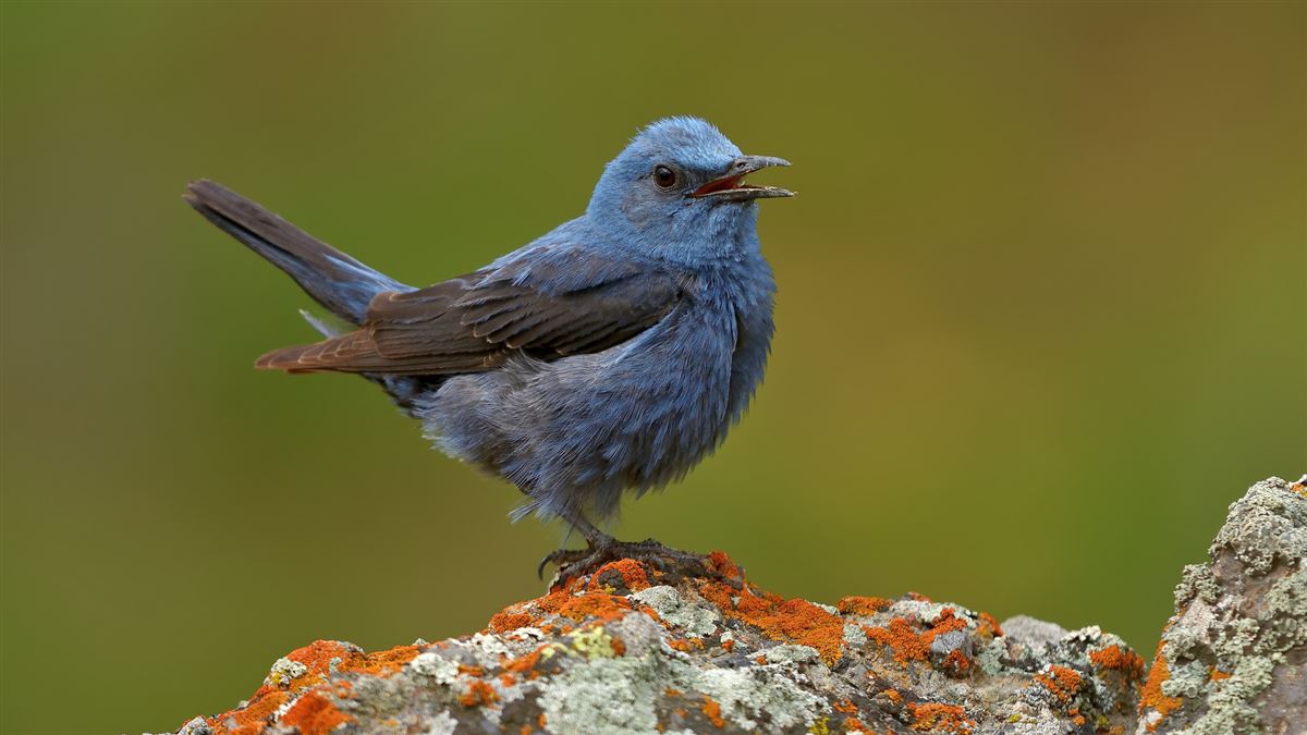 Blue Rock Thrush