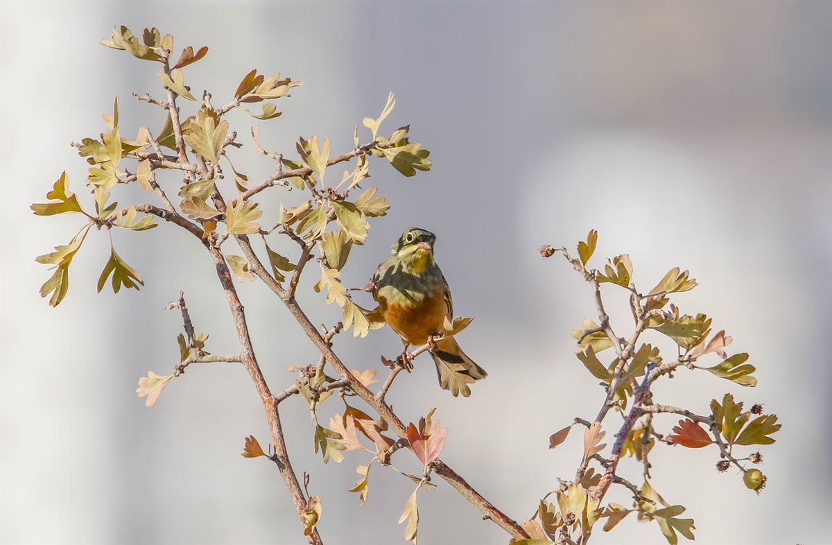 Ortolan Bunting