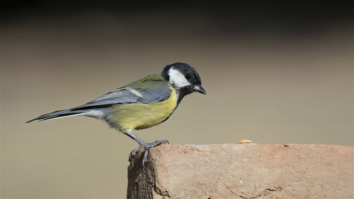 Great Tit