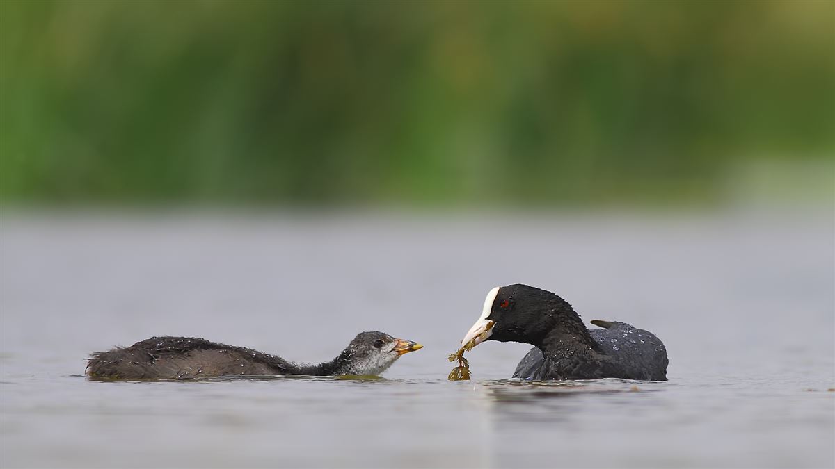 Eurasian Coot