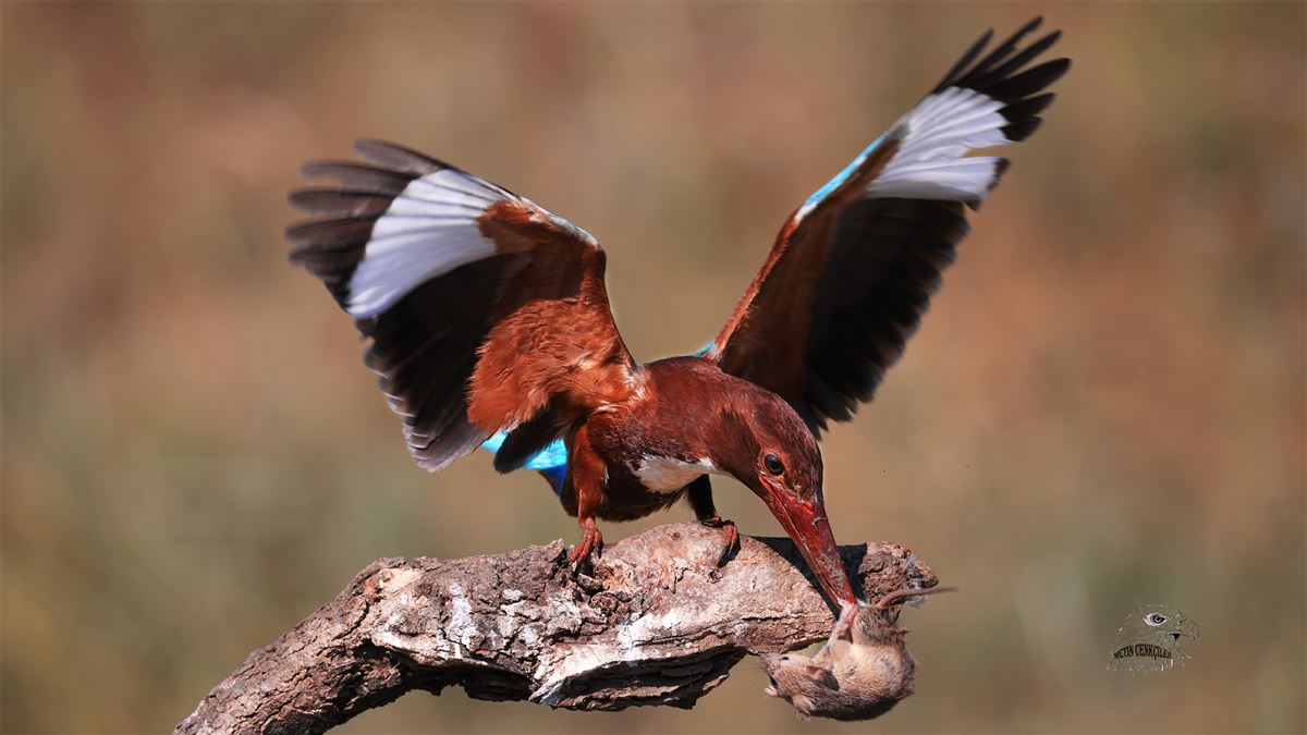 White-throated Kingfisher