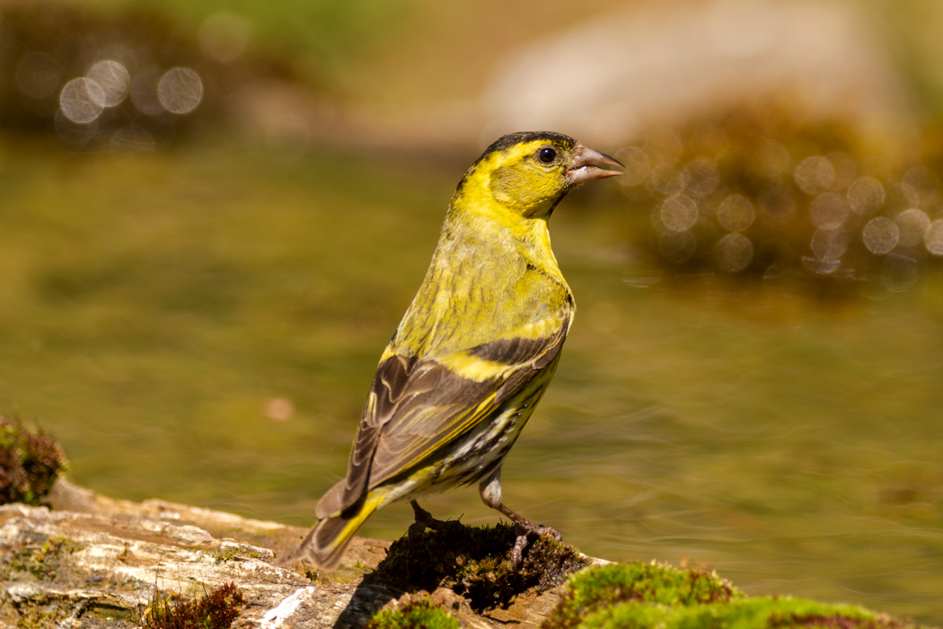 Eurasian Siskin