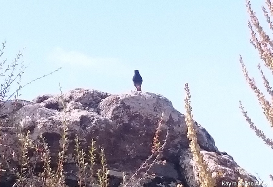 Black Redstart