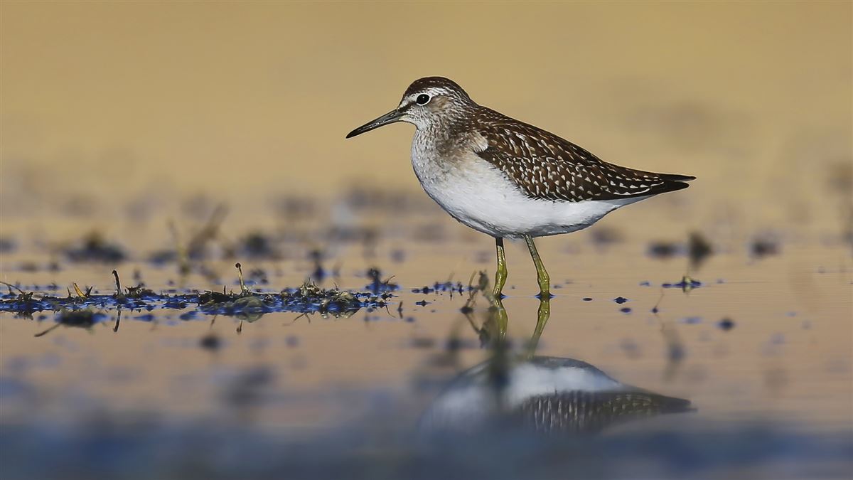 Wood Sandpiper