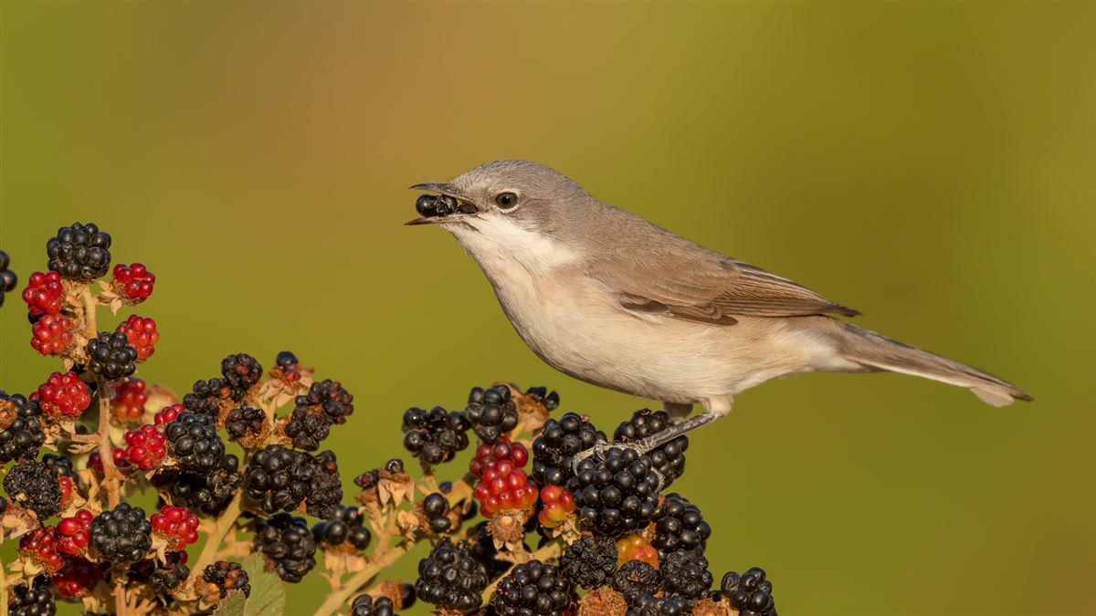 Lesser Whitethroat