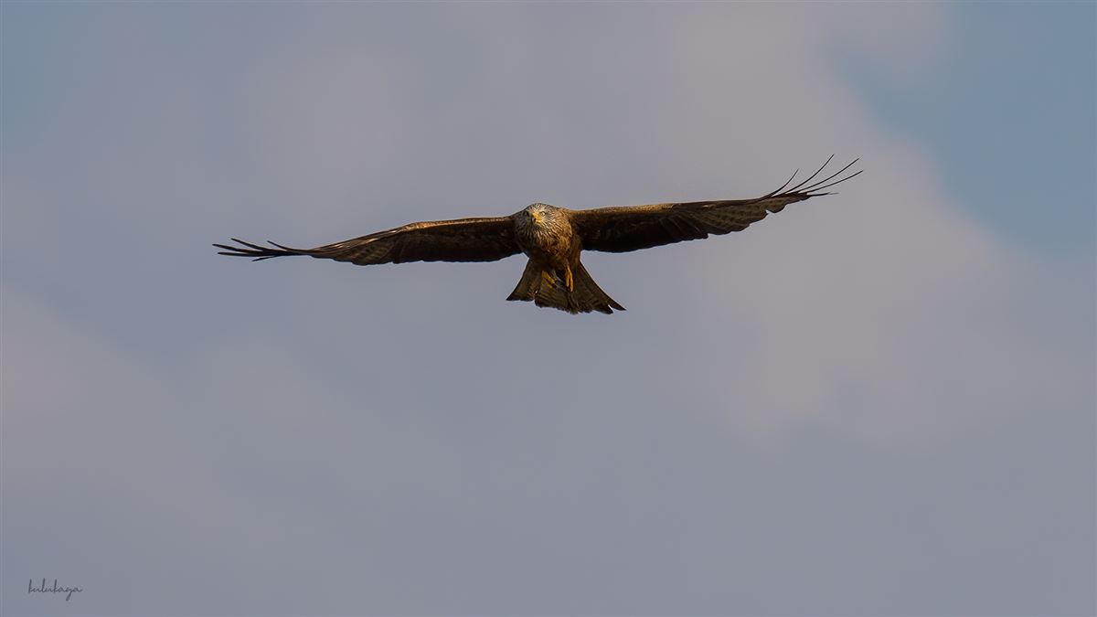 Black Kite