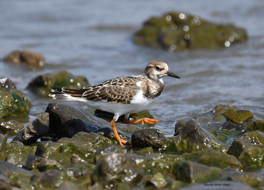 Ruddy Turnstone