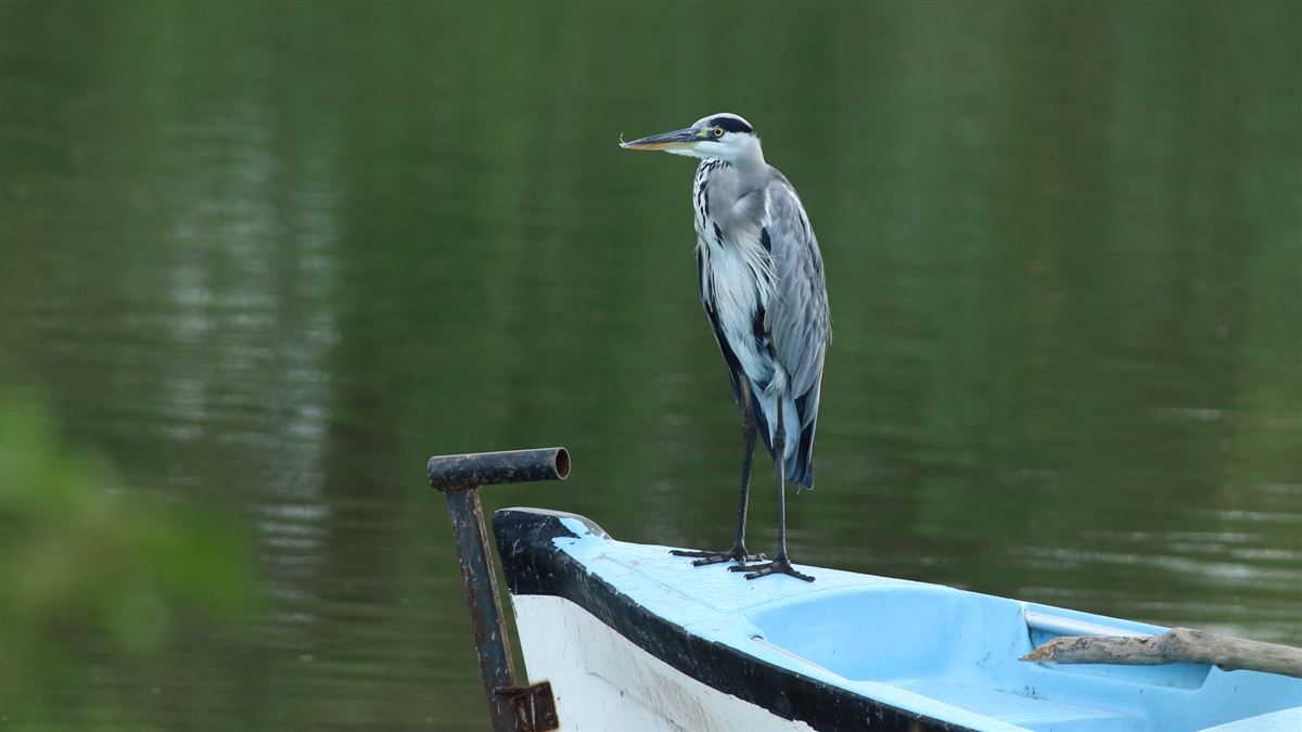 Grey Heron