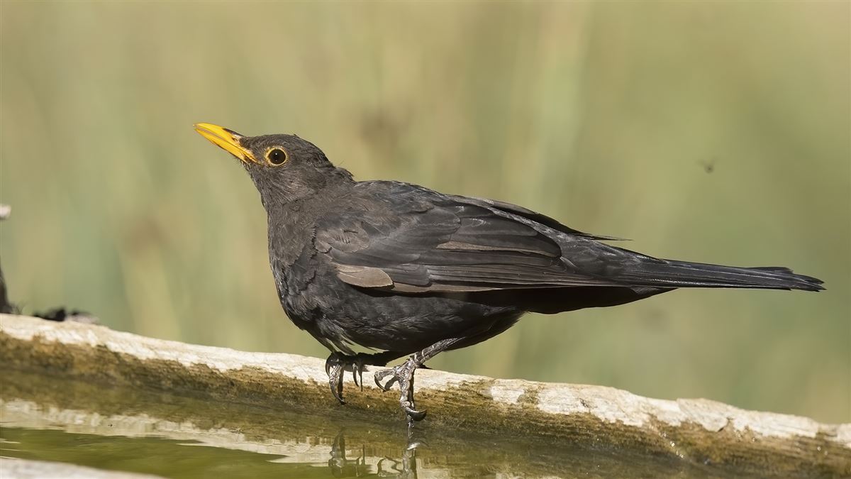 Common Blackbird