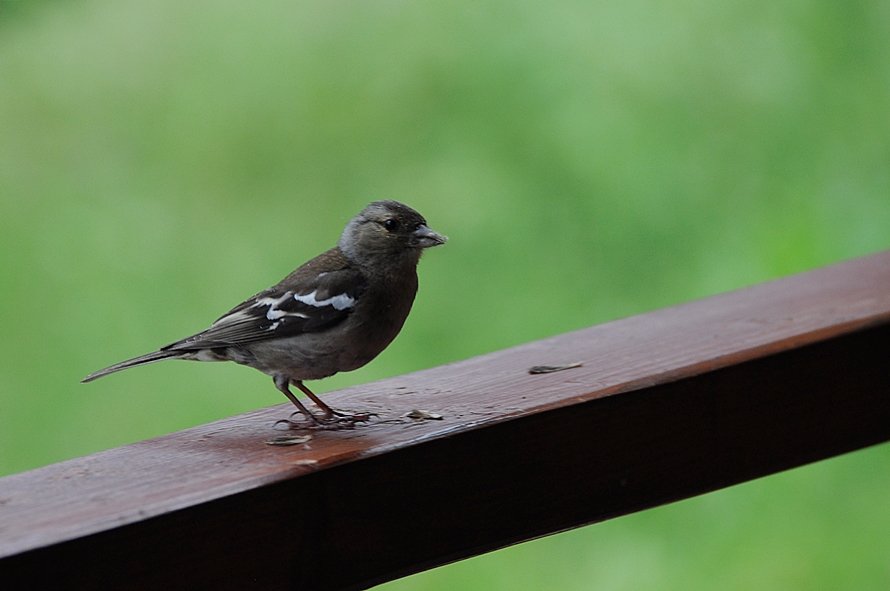 Common Chaffinch