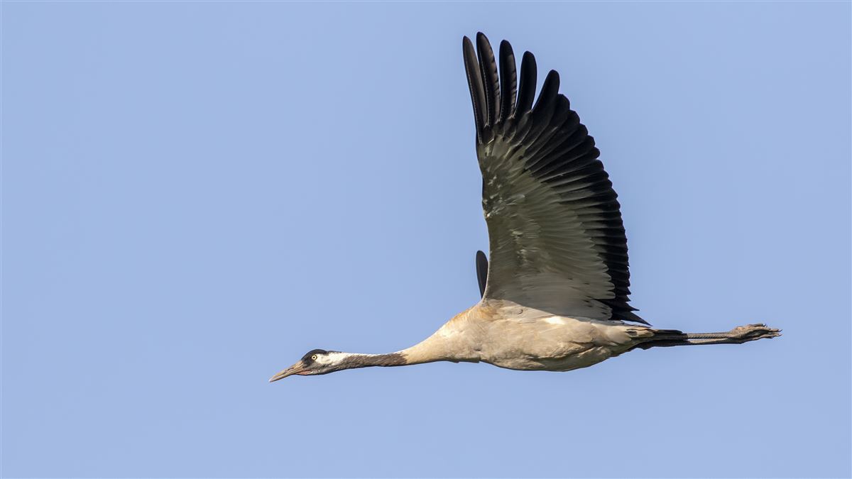 Common Crane