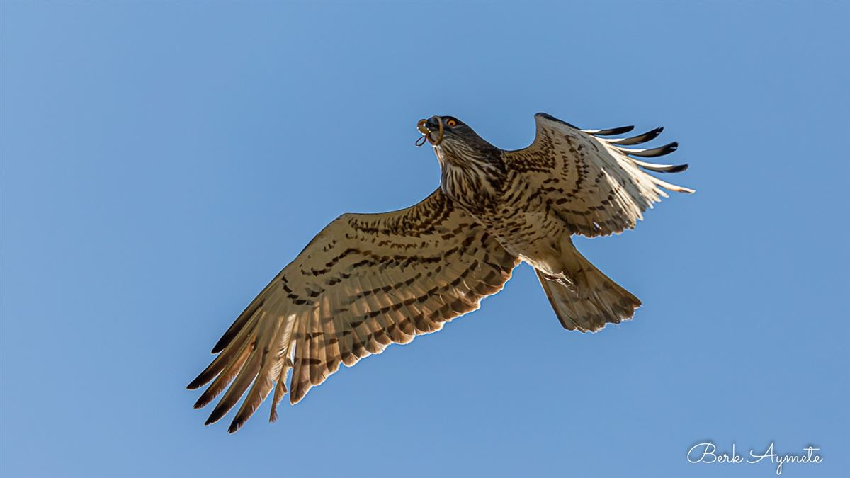 Short-toed Snake Eagle
