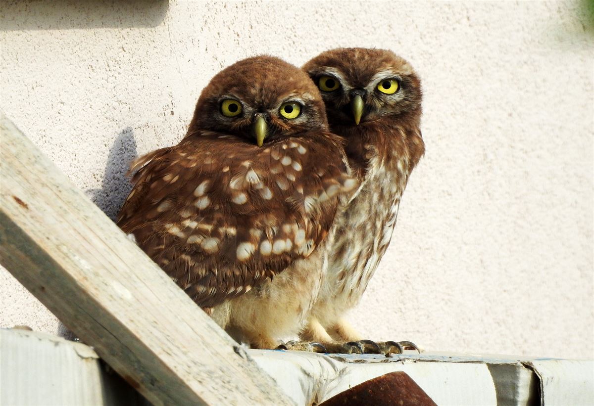 Little Owl